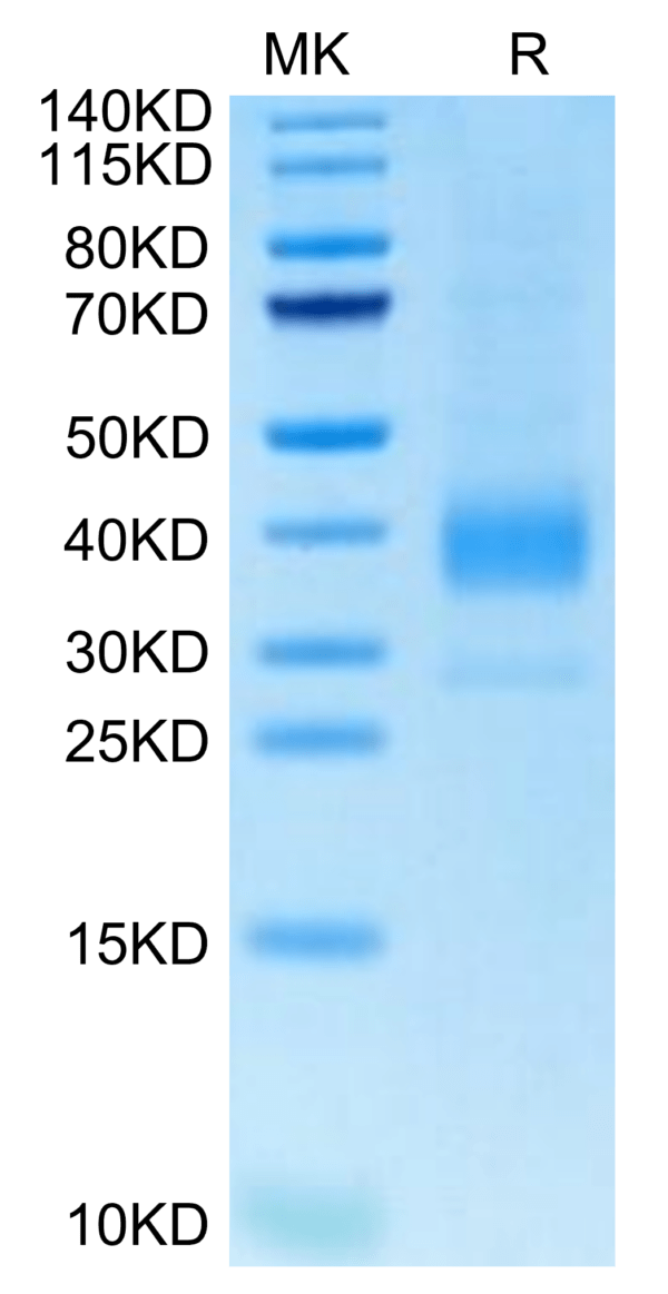 SDS-PAGE gel of Biotinylated Cynomolgus Siglec-15/CD33L3 Protein 3046