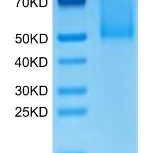 SDS-PAGE gel of Cynomolgus CX3CL1/Fractalkine Protein 3052