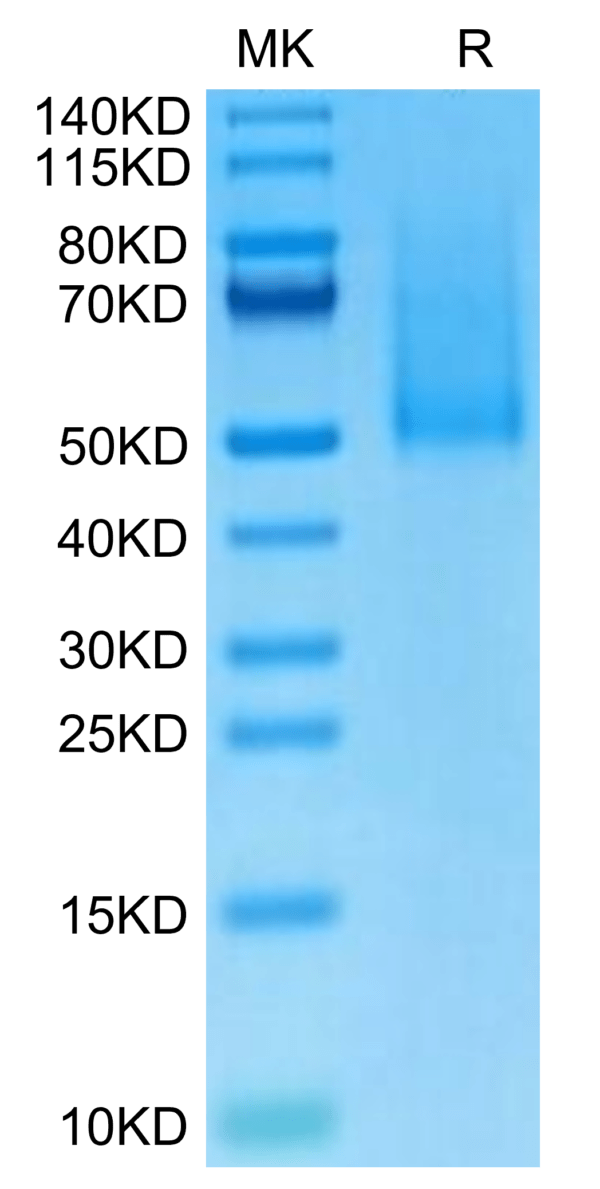 SDS-PAGE gel of Cynomolgus CX3CL1/Fractalkine Protein 3052