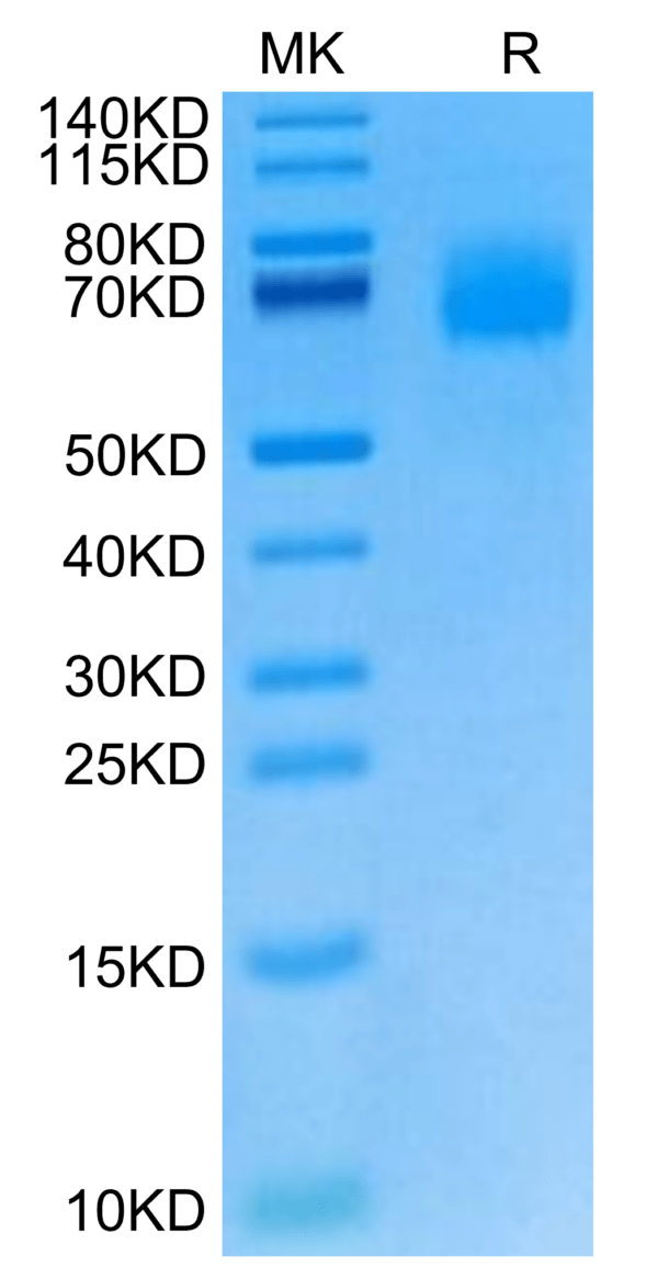 SDS-PAGE gel of Cynomolgus IL-23R Protein 3054