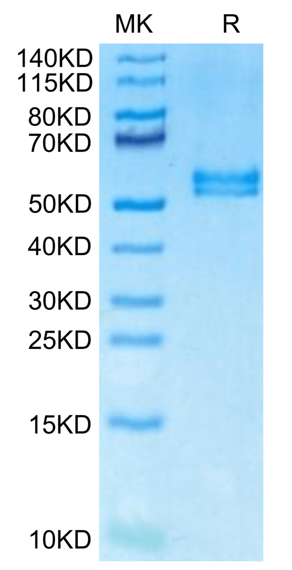 SDS-PAGE gel of Mouse APRIL/TNFSF13 Protein 3055