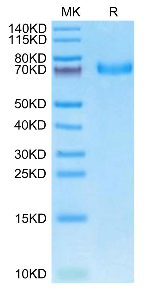 SDS-PAGE gel of Cynomolgus EPHA5 Protein 3057