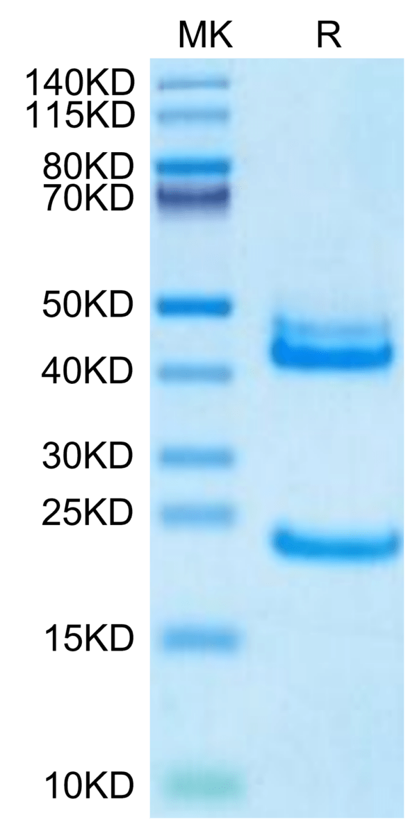 SDS-PAGE gel of Biotinylated Human IL-23 alpha&IL-12 beta Protein 3058