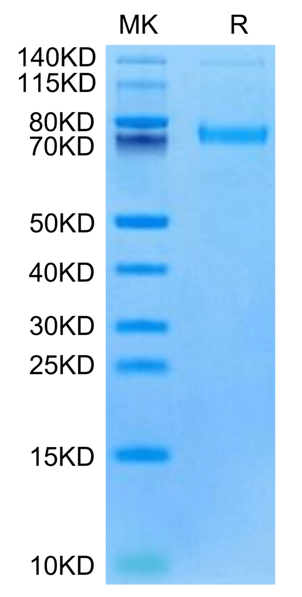 SDS-PAGE gel of Cynomolgus/Rhesus macaque LRRC15/LIB Protein 3061