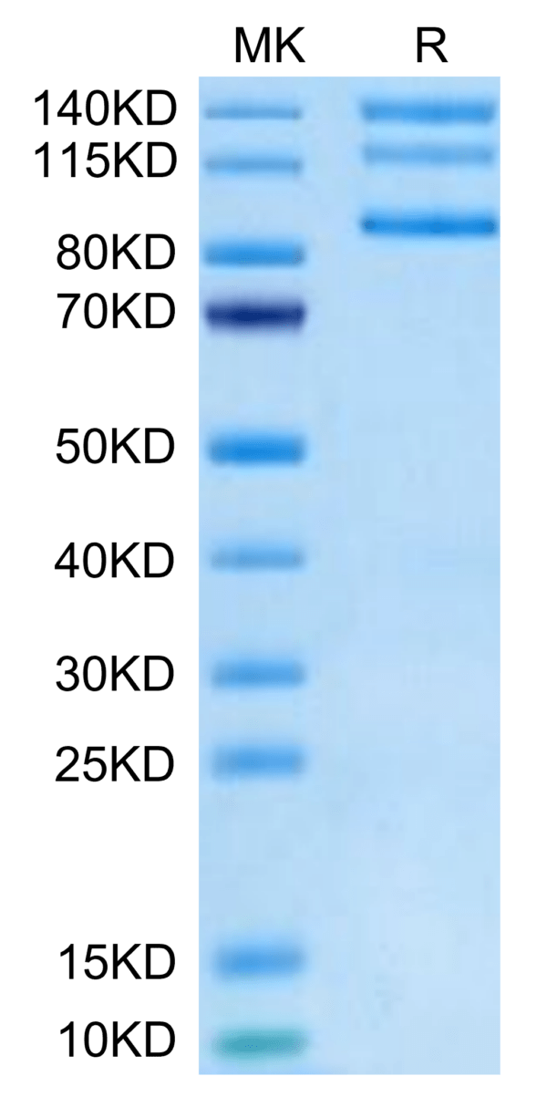 SDS-PAGE gel of Biotinylated Human Integrin alpha V beta 8 (ITGAV&ITGB8 3071