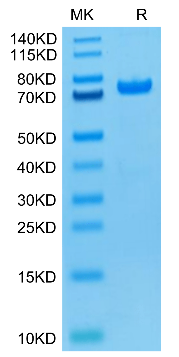 SDS-PAGE gel of Biotinylated Human PADI4 Protein (Primary Amine Labelin 3086