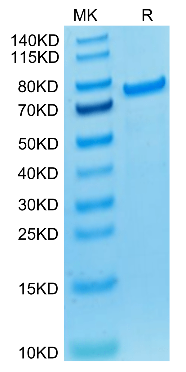 SDS-PAGE gel of Biotinylated Cynomolgus PADI4 Protein (Primary Amine La 3087