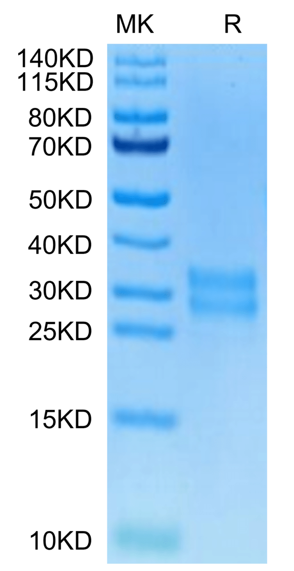 SDS-PAGE gel of Biotinylated Human M-CSF/CSF-1 Protein 3090