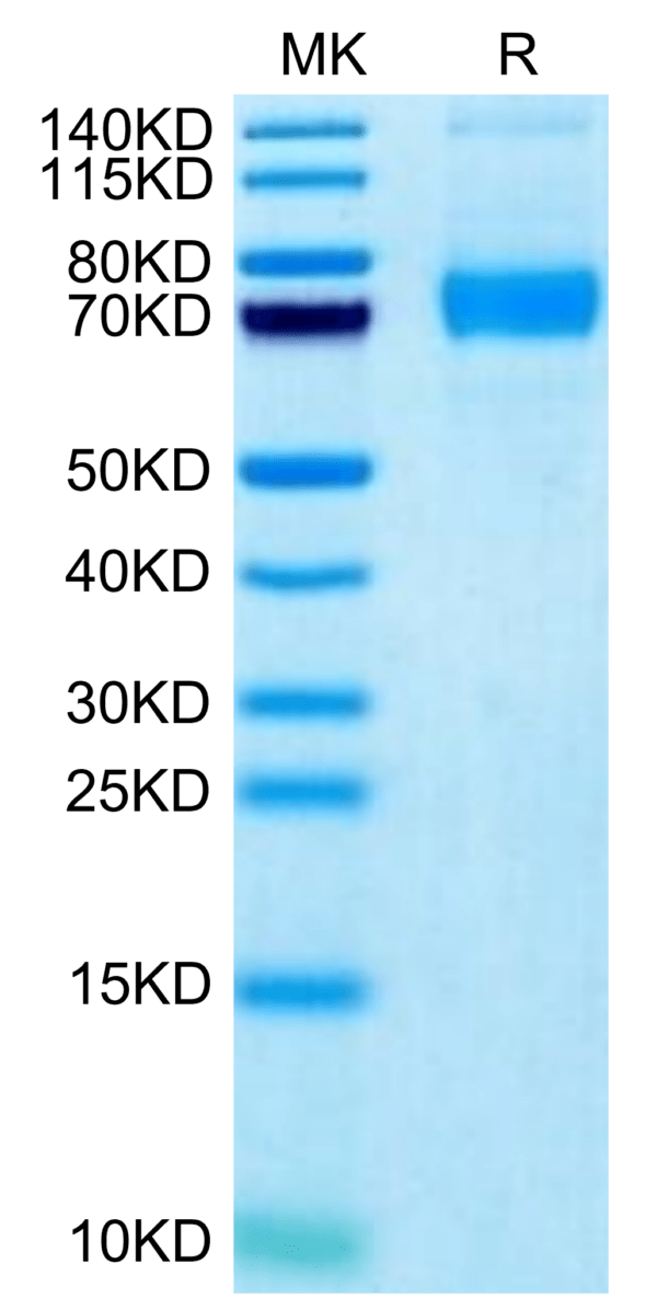 SDS-PAGE gel of Biotinylated Human Siglec-5/CD170 Protein 3098