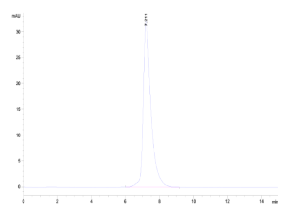 HPLC of Cynomolgus E-selectin/CD62E Protein 3111