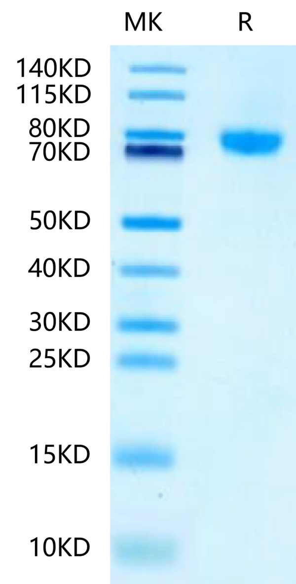 SDS-PAGE gel of Mouse LRRC15/LIB Protein 3116