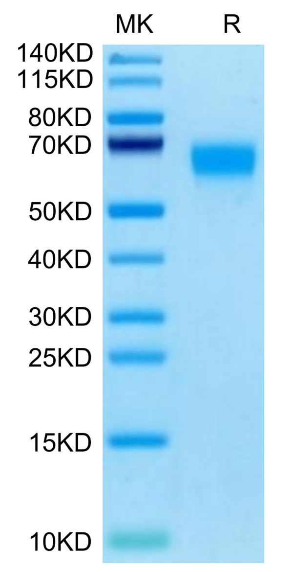 SDS-PAGE gel of Cynomolgus SERPINF2/A2AP Protein 3120