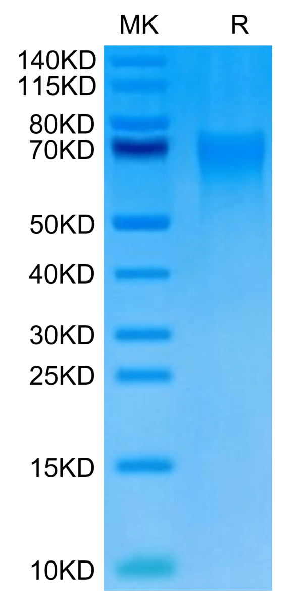 SDS-PAGE gel of Cynomolgus DR6/TNFRSF21 Protein 3124