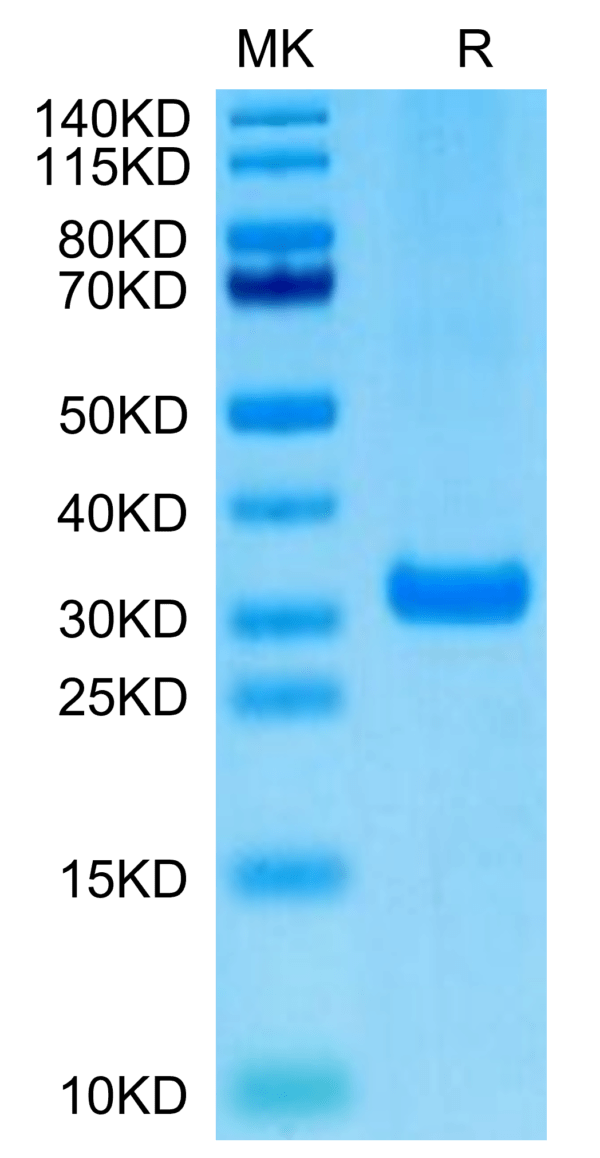 SDS-PAGE gel of Biotinylated Human BTN3A2 Protein 3129