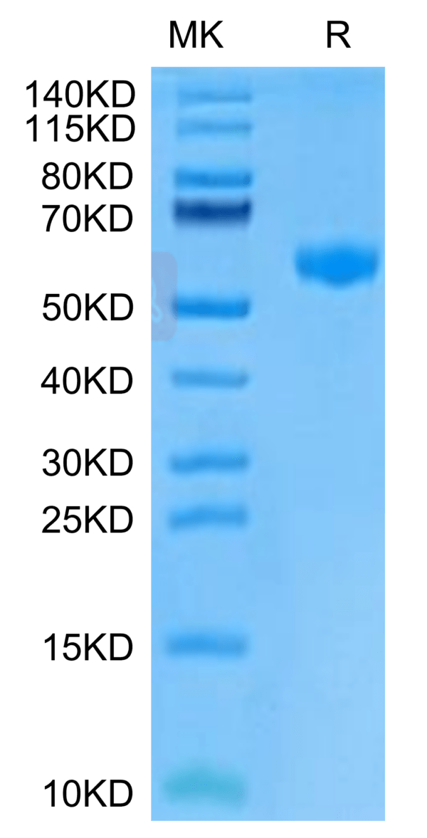 SDS-PAGE gel of Mouse PVRIG Protein 3133