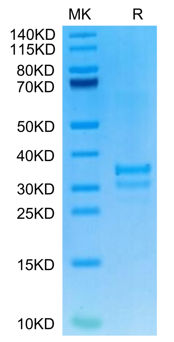 SDS-PAGE gel of Mouse TNFSF15 Protein 3136