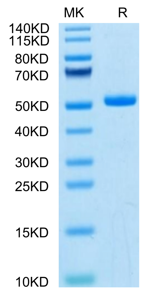 SDS-PAGE gel of Mouse TLT-1/TREML1 Protein 3140