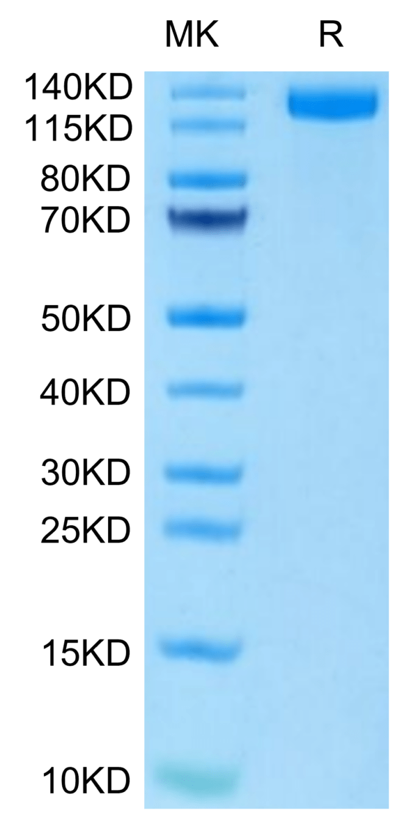 SDS-PAGE gel of Mouse CD163 Protein 3152