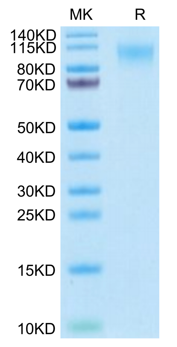 SDS-PAGE gel of Human MERTK/Mer Protein 3157