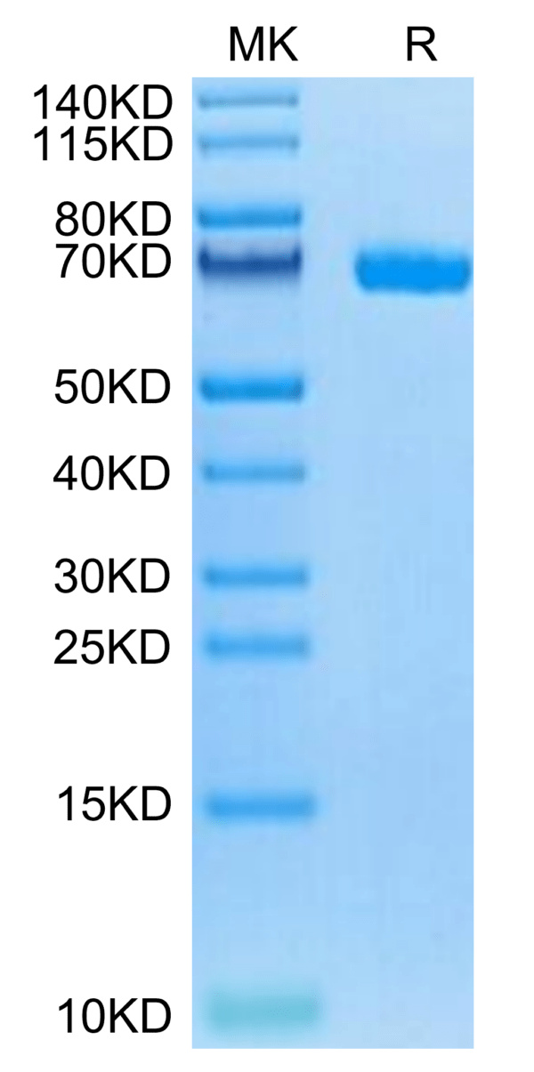 SDS-PAGE gel of Biotinylated Human LILRB5/CD85c/LIR-8 Protein 3161