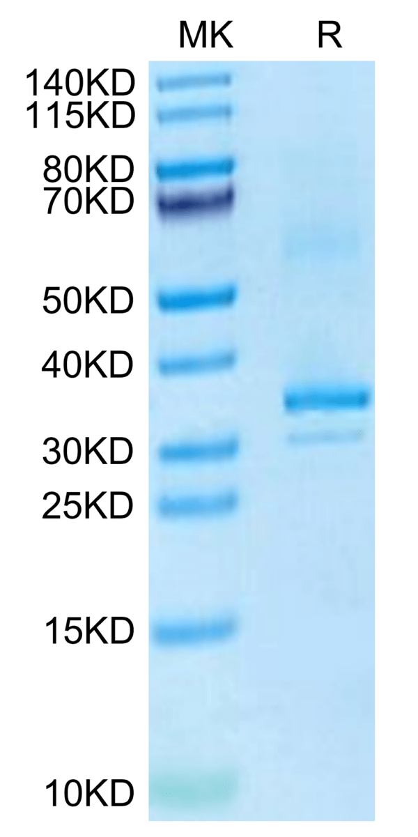 SDS-PAGE gel of Mouse RANKL/TNFSF11/CD254 Protein 3167