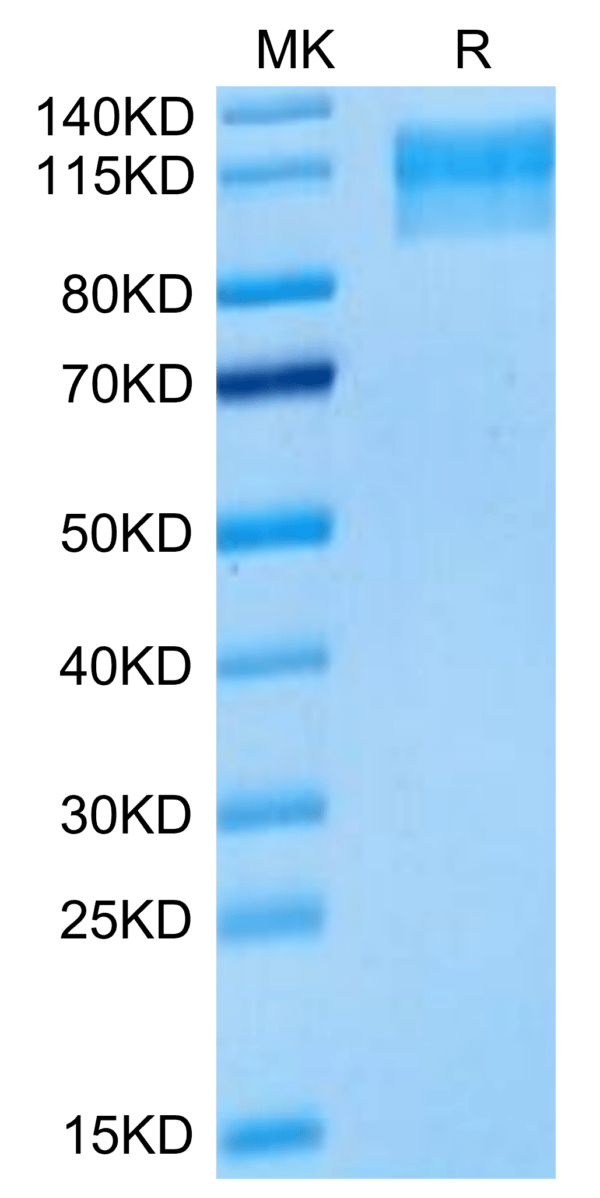 SDS-PAGE gel of Mouse Semaphorin 4D/SEMA4D/CD100 Protein 3168