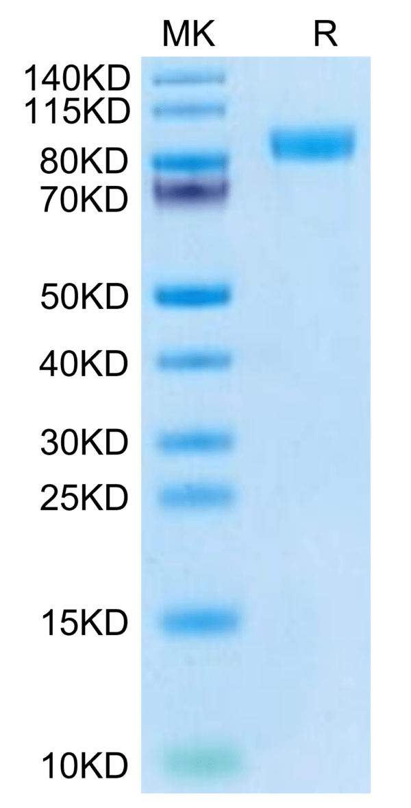 SDS-PAGE gel of Cynomolgus Her2/ErbB2 Protein 3172