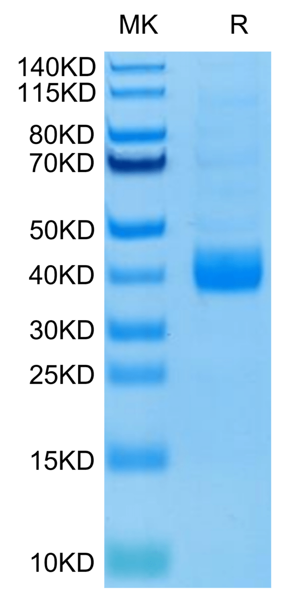 SDS-PAGE gel of Biotinylated Human NKp46/NCR1/CD335 Protein (Primary Am 3177