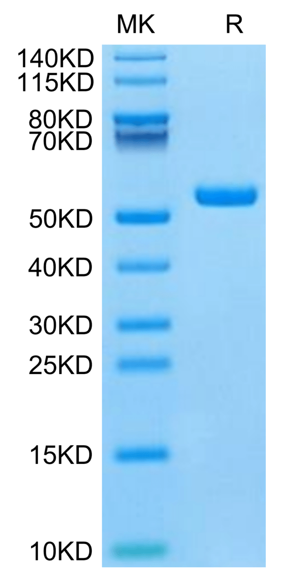 SDS-PAGE gel of Mouse IFN alpha 1 Protein 3180