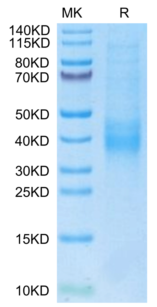 SDS-PAGE gel of Biotinylated Human NKG2C/CD159c Protein 3185