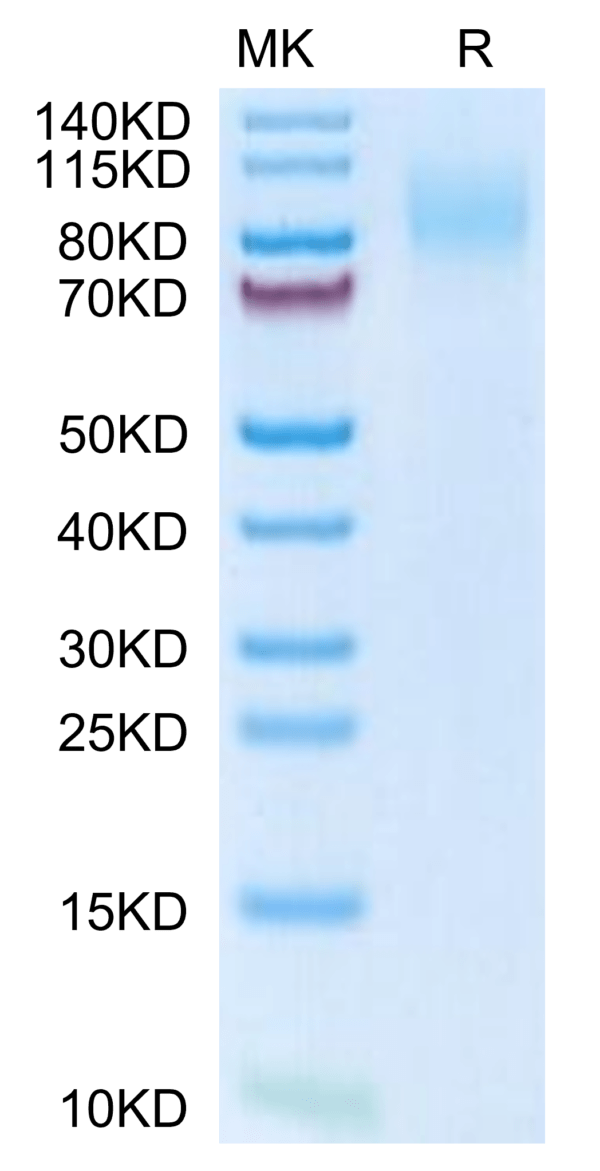 SDS-PAGE gel of Mouse MERTK/Mer Protein 3187