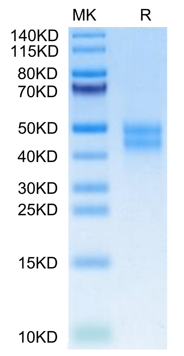 SDS-PAGE gel of Mouse MXRA8 Protein 3192