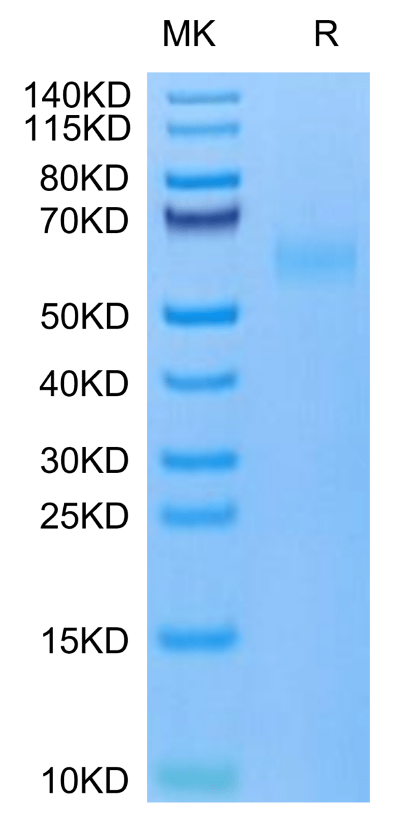 SDS-PAGE gel of Mouse TNFRSF19 Protein 3197