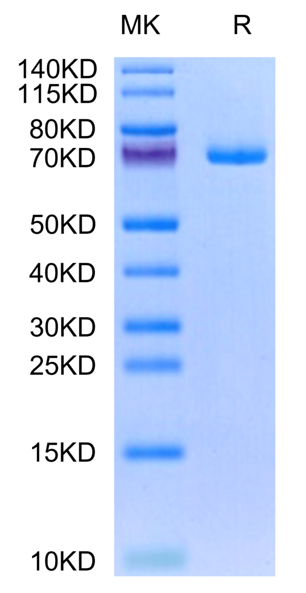 SDS-PAGE gel of Human GAS6 Protein 3207