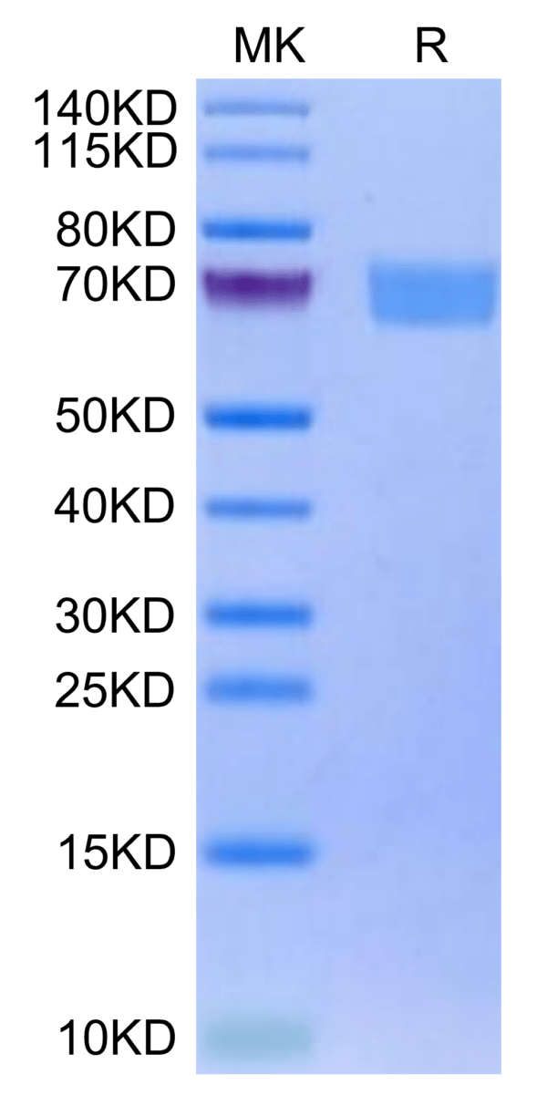 SDS-PAGE gel of Biotinylated Human IL-22R alpha 1&IL-10R beta Protein 3210