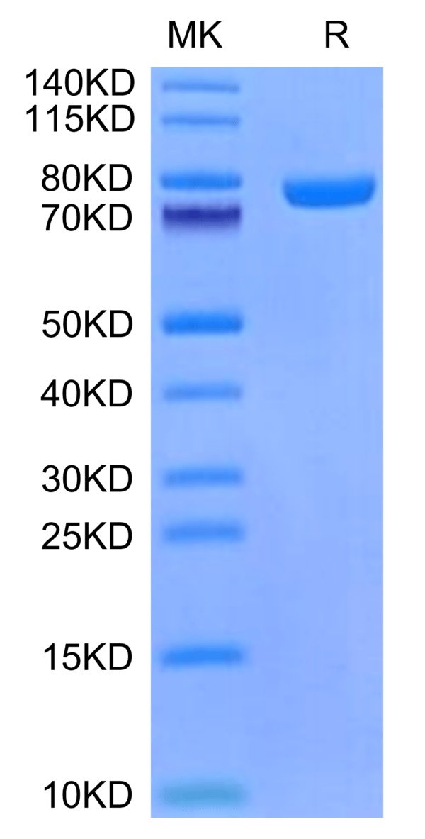 SDS-PAGE gel of Mouse CD228/MFI2 Protein 3215