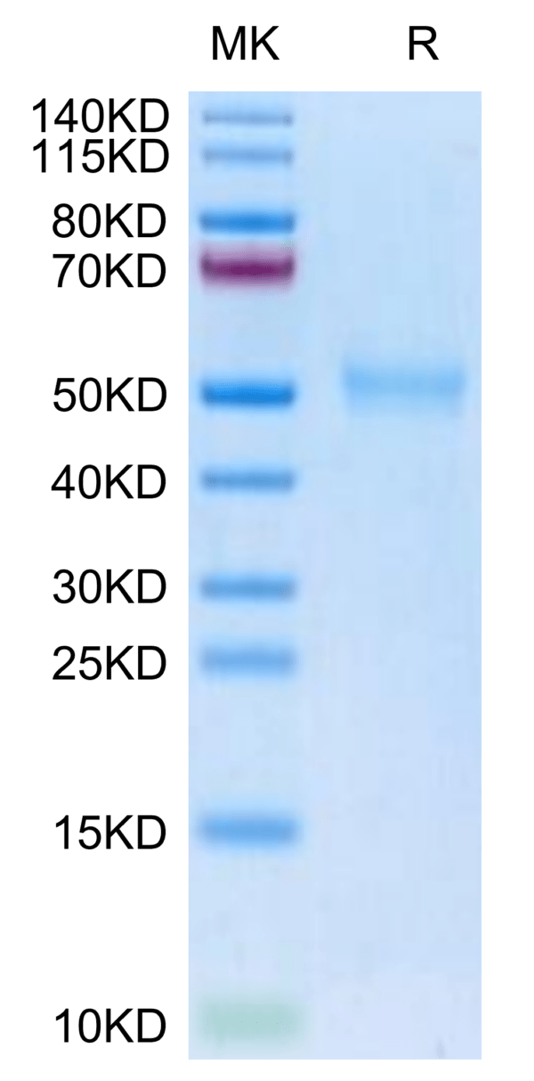 SDS-PAGE gel of Biotinylated Human TGFBR1 Protein 3221