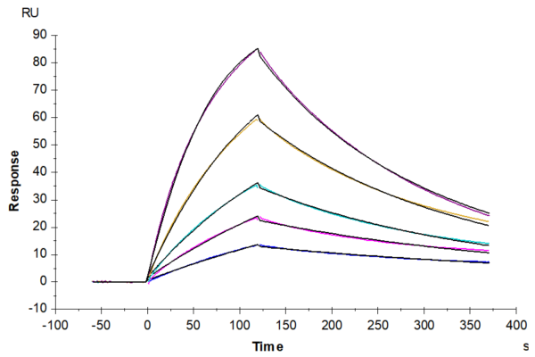 SPR with Mouse Beta Klotho Protein 3222