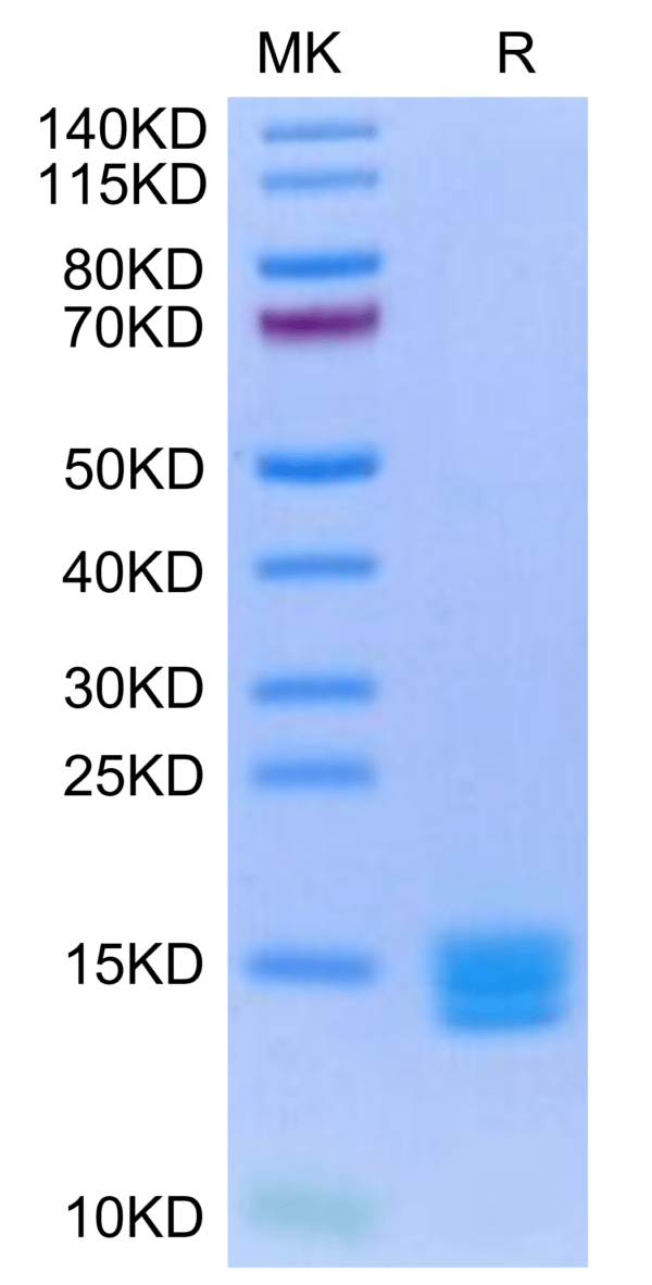 SDS-PAGE gel of Biotinylated Human Mature TGF beta 3 Protein 3229