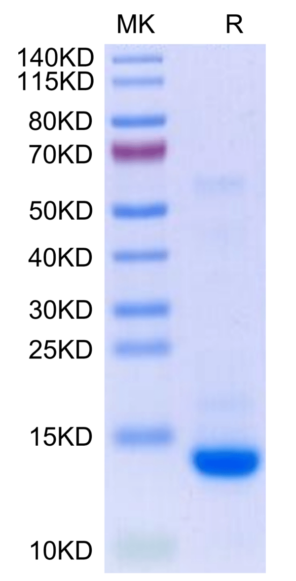 SDS-PAGE gel of Biotinylated Human Mature TGF beta 2 Protein 3230