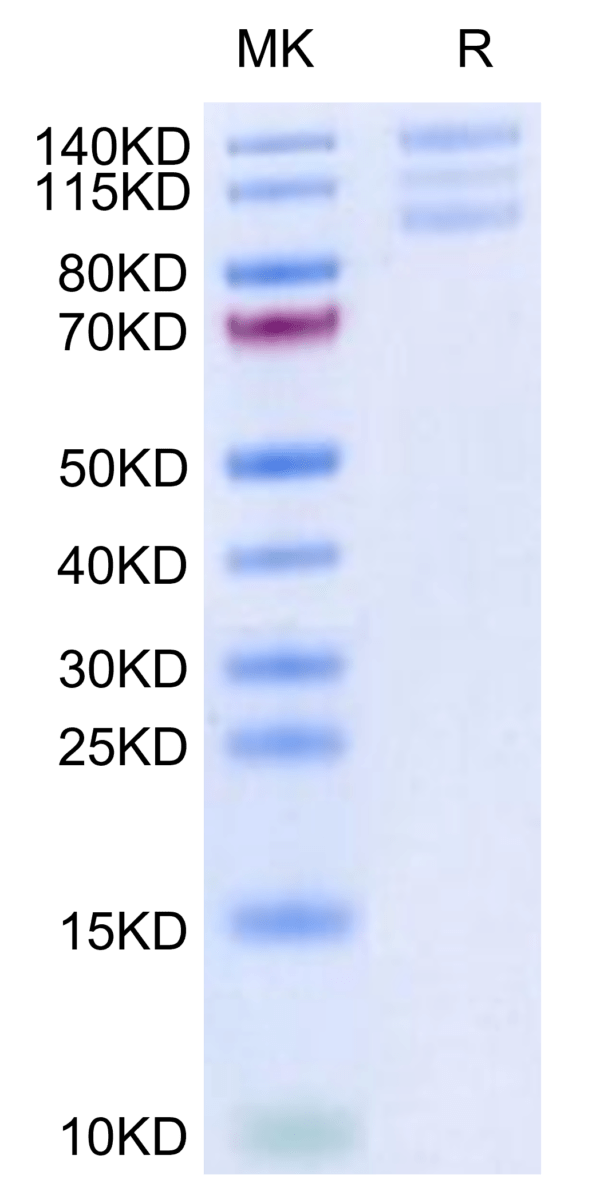 SDS-PAGE gel of Biotinylated Human Integrin alpha V beta 6 (ITGAV&ITGB6 3234