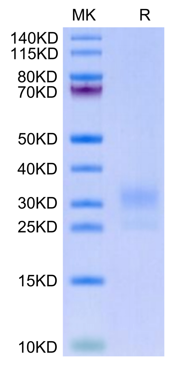 SDS-PAGE gel of Biotinylated Human LAIR1/CD305 Protein 3235