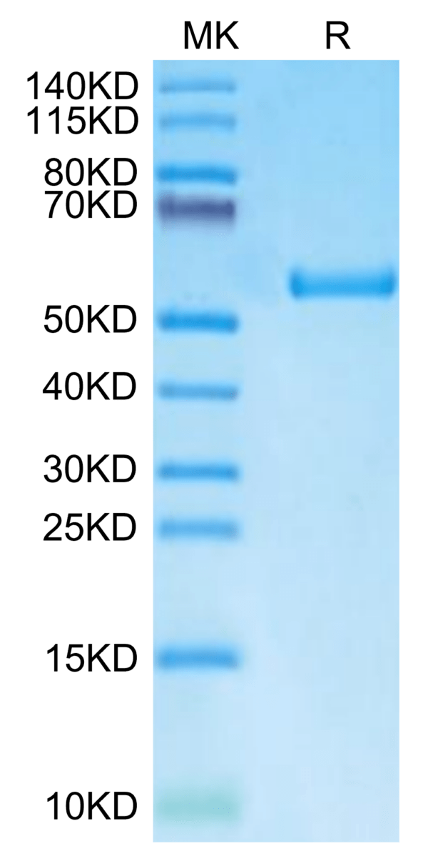 SDS-PAGE gel of Biotinylated Human HLA-A*11:01&B2M&LMP2 (SSCSSCPLTK) Mo 3245