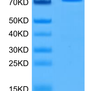 SDS-PAGE gel of Human PADI4 Protein 3249