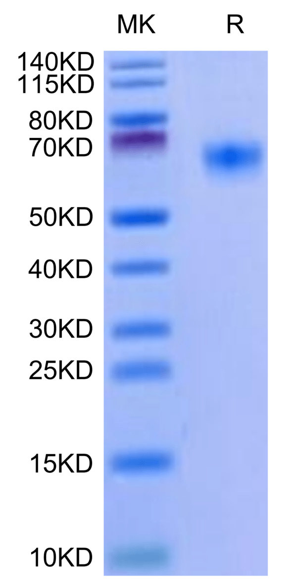 SDS-PAGE gel of Mouse BACE-1 Protein 3255