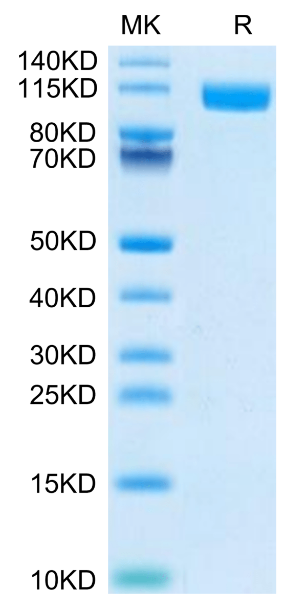 SDS-PAGE gel of Biotinylated Human TLR3 Protein (Primary Amine Labeling 3263