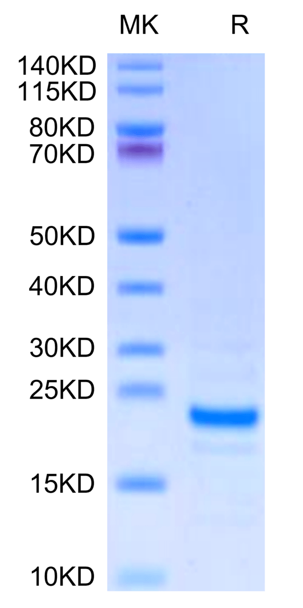 SDS-PAGE gel of Mouse Midkine Protein 3264