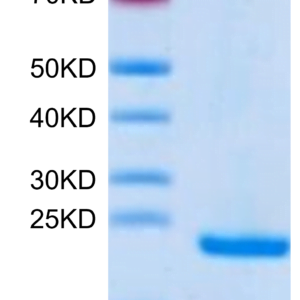 SDS-PAGE gel of Human Midkine Protein 3265