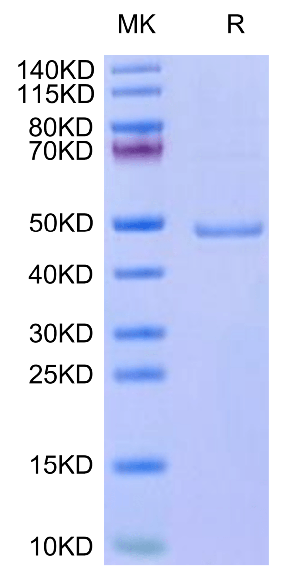 SDS-PAGE gel of Mouse Leptin Protein 3270