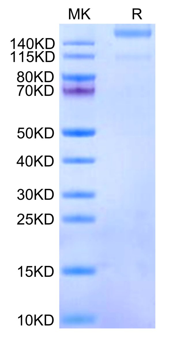 SDS-PAGE gel of Human Integrin alpha 1 beta 1 (ITGA1&ITGB1) Heterodimer 3272
